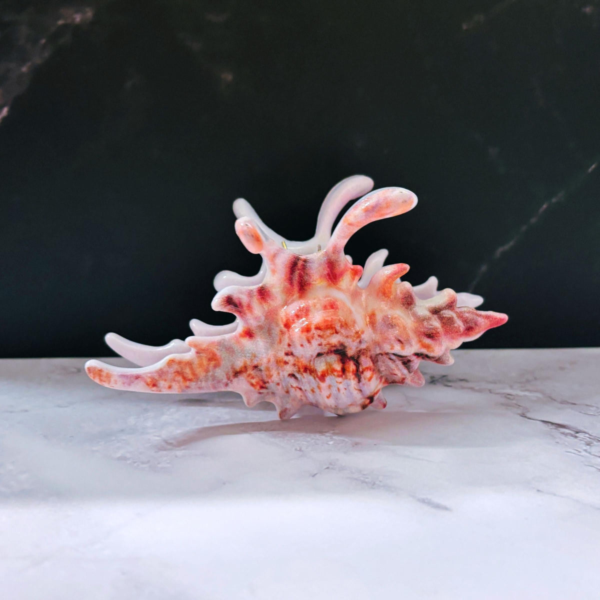 Velvet Claws Realistic Conch Shell Hair Claw in Natural Brown and White